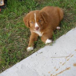 Nova Scotia Duck Tolling Retriever Puppies from Healing Towards Heeling