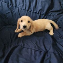 Emmett - Red male Dachshund puppy in Adolphus, Kentucky from Walker's Dachshunds