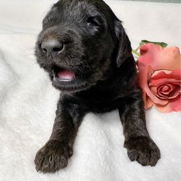 Cupcake - Phantom female Goldendoodle puppy in Osage City, Kansas from Golden Ridge Goldens