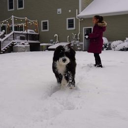 Sheepadoodle Puppies from Oak Valley Kennels