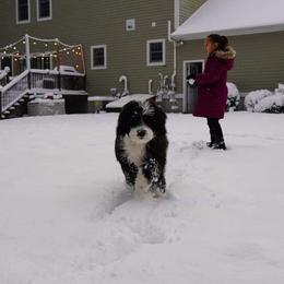 Sheepadoodle Puppies from Oak Valley Kennels