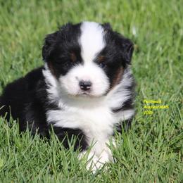 Fern - Black tri female Miniature American Shepherd puppy in Hillsdale, Michigan from Faithwalk Aussies and Mini American Shepherds