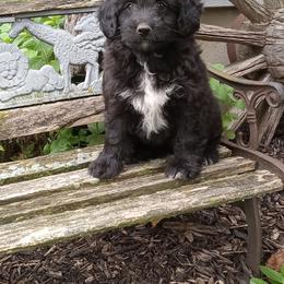 Indigo - male Aussiedoodle puppy in Milford, Indiana from Olde Heritage K-9