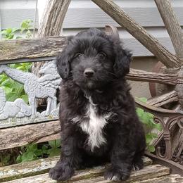 Indigo - male Aussiedoodle puppy in Milford, Indiana from Olde Heritage K-9