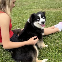 Belle - Miniature Australian Shepherd