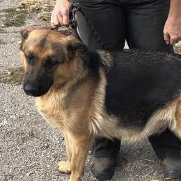 River - German Shepherd