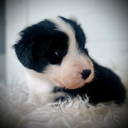 Bella - Black female Bearded Collie puppy in Baltimore, Maryland from Beloved Bearded & Border Collies