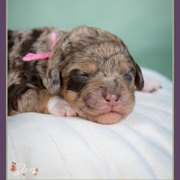 Janet - Merle female Cockapoo puppy in Connersville, Indiana from Deaz Doodle Ranch