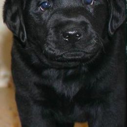 Labrador Retriever Puppies from Endless Mt. Labradors