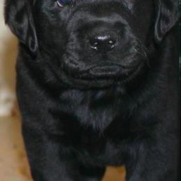 Labrador Retriever Puppies from Endless Mt. Labradors
