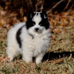 Pomeranian and Pomsky Puppies from Husky Hill Kennel