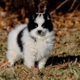 Pomeranian and Pomsky Puppies from Husky Hill Kennel