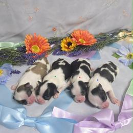 Japanese Chin puppies from Locust Creek Pugs & Japanese Chin's