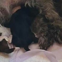 Black girl - Black female Shih Tzu puppy in Shinnston, West Virginia from Melissa's World of Shih Tzus