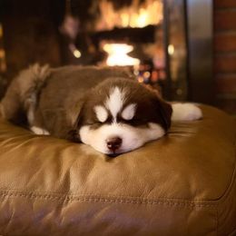 Siberian Husky Puppies from Xk siberians