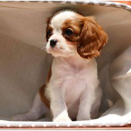 Cavalier King Charles Spaniel Puppies from Lockwood Cavaliers