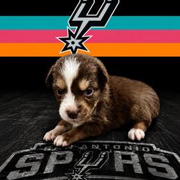 Jordan - Red tri-color female Australian Shepherd puppy in Alamogordo, New Mexico from Two Nichols Aussies