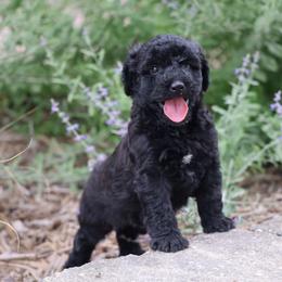 Paige - Black female Whoodle puppy in West Bend, Iowa from Blue Skies Terriers