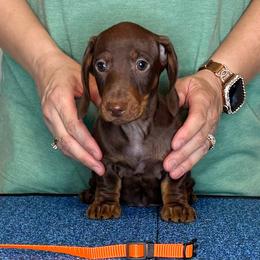 Cam - Chocolate and tan male Dachshund puppy in Toledo, Ohio from Baldox Dachshunds