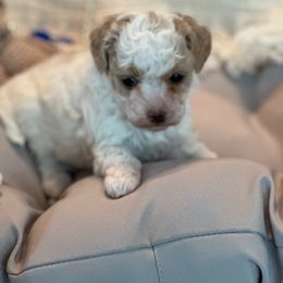 Boy 1 - White Maltipoo puppy in Royse City, Texas from Cleveland's Poodles