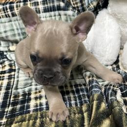 Warren - Blue male French Bulldog puppy in Peru, Indiana from Angie's Little Bostons And Frenchies
