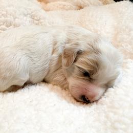 Cooper - Apricot male Cavapoo puppy in Redding, California from O’Hara  Doodles