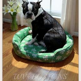 HotCakes - Boston Terrier