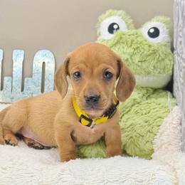 Rex - Red male Dachshund puppy in Rio Linda, California from Destiny's Mini Doxies