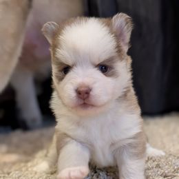 Pup 2 Red Female-ON BREEDER HOLD - Red and white female Pomsky puppy in Hurleyville, New York from My Crazy Pomskys
