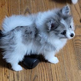 Pomeranian Puppies from Shaw's Sparkle Pom's