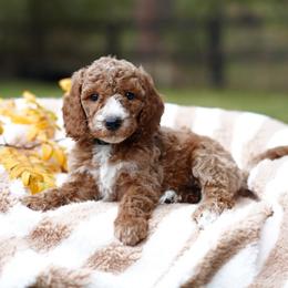 Oakley - Red  male Goldendoodle puppy in Spokane, Washington from Puppy Love