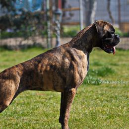 Boxers from TD's Casa De Eurobox