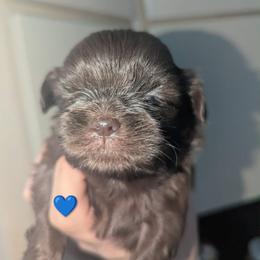 Max - Chocolate male Shih Tzu puppy in Azusa, California from RJ Shih Tzu lover