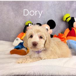 Dory - Caramel cream female Australian Labradoodle puppy in Raleigh, North Carolina from Happy Tails Labradoodles