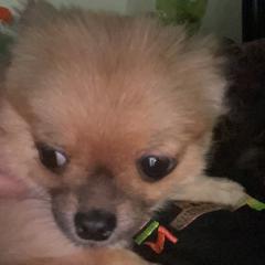 Pomeranians from Chaos Central Valley