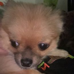 Pomeranians from Chaos Central Valley