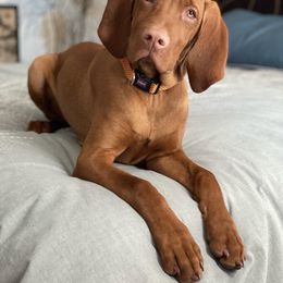 Vizsla Puppies from Utah Vizsla’s