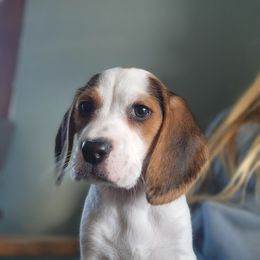 Beagle Puppies from Tymber Lake Beagles