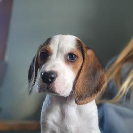 Beagle Puppies from Tymber Lake Beagles