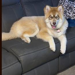 Ivy - Red and white female Siberian Husky puppy in Coshocton, Ohio from Wyant Farms