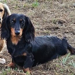 Jazzy - Dachshund