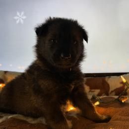German Shepherd Puppies from Legacy K9’s