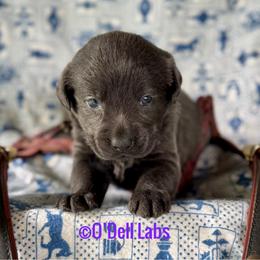 Julip - Black female Labrador Retriever puppy in Sullivan, Missouri from O’Dell Labs