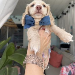 Dachshund Puppies from Dachshundly Perfect