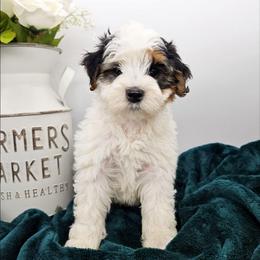 Stripe - Tri-color male Bernedoodle puppy in Granton, Wisconsin from Rose River Farms