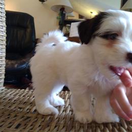 Boy 3 - White Havanese puppy in Spokane, Washington from Happy Havanese