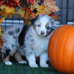 Pecan - Blue merle male Australian Shepherd puppy in Circleville, Utah from Canyon Creek Aussies