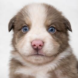 Piglet - Red tri-color female Australian Shepherd puppy in Hearne, Texas from Wigglebutts Unlimited
