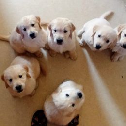 Golden Retrievers from Cadence Golden Retrievers