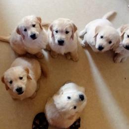 Golden Retrievers from Cadence Golden Retrievers